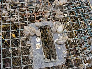 Encrusted panel lobster pot